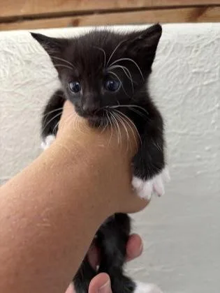 A young medium-sized female Black Domestic Medium Hair cat named Jenny for adoption in Key West, FL