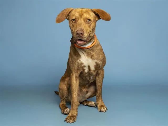 Scrappy