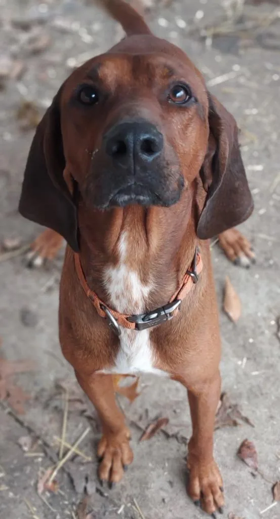 A young large-sized male Redbone Coonhound dog named Bolt for adoption in Saint Clairsville, OH