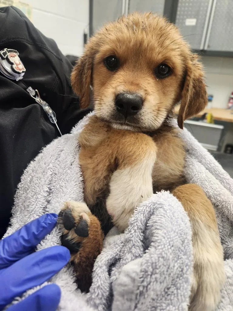A baby medium-sized female German Shepherd Dog dog named Wednesday for adoption in Belton, TX
