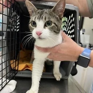 An adult medium-sized female Tabby (Brown / Chocolate) Domestic Short Hair cat named Dory for adoption in Athens, GA