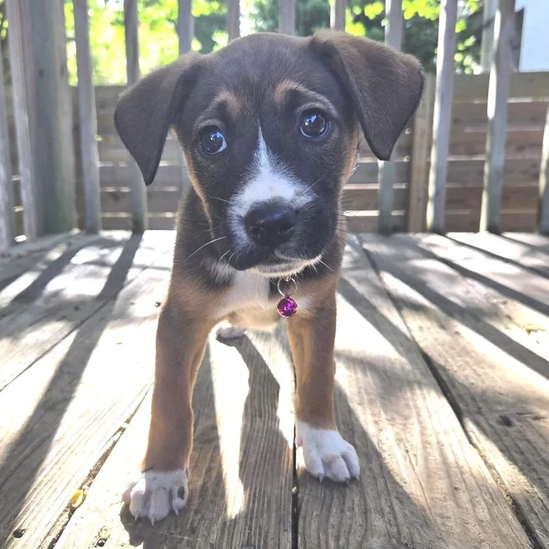 A baby medium-sized female Brown / Chocolate Hound dog named Jester for adoption in Chattanooga, TN