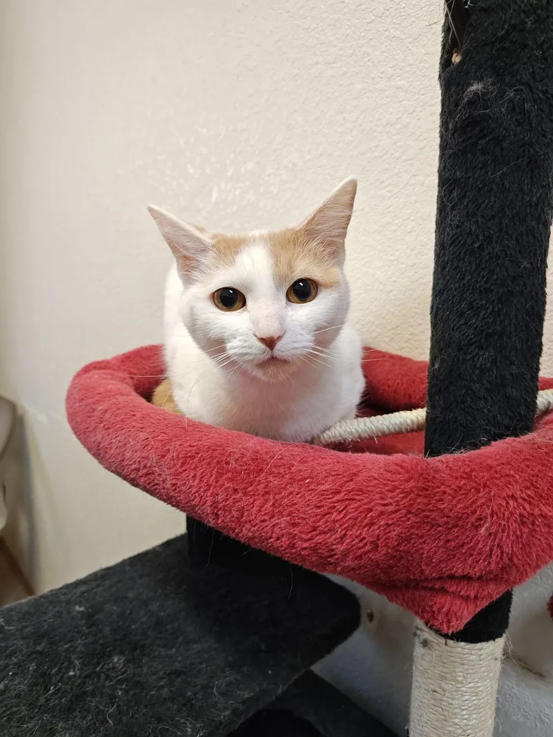 Bea& Macaronibonded Pair thumbnail 3