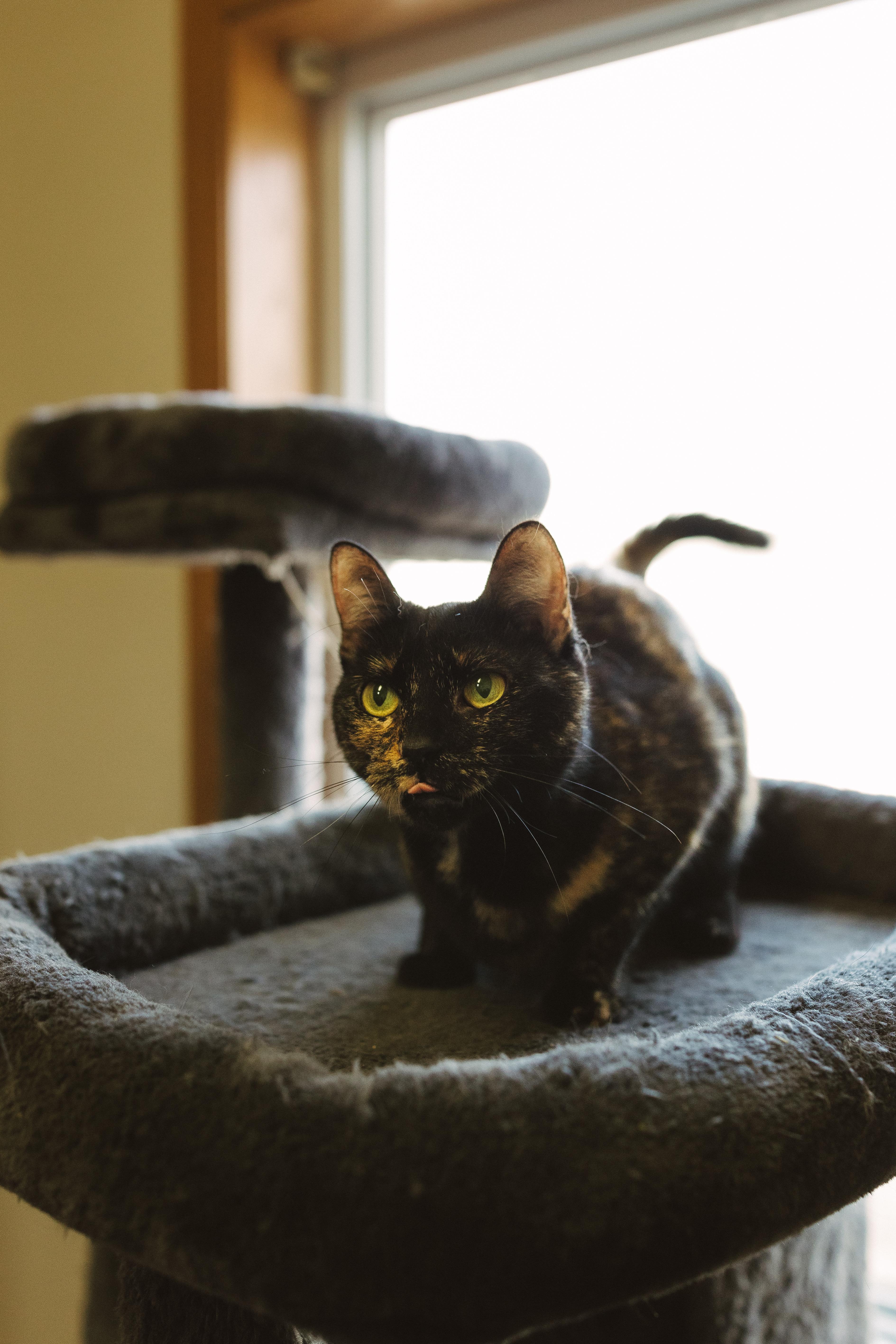 Bea& Macaronibonded Pair