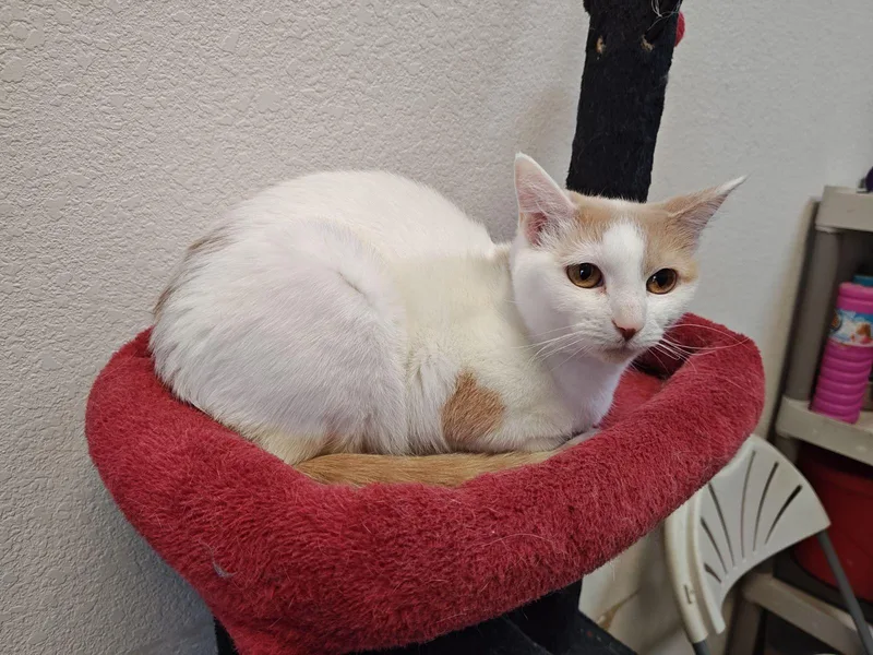 Bea& Macaronibonded Pair thumbnail 6