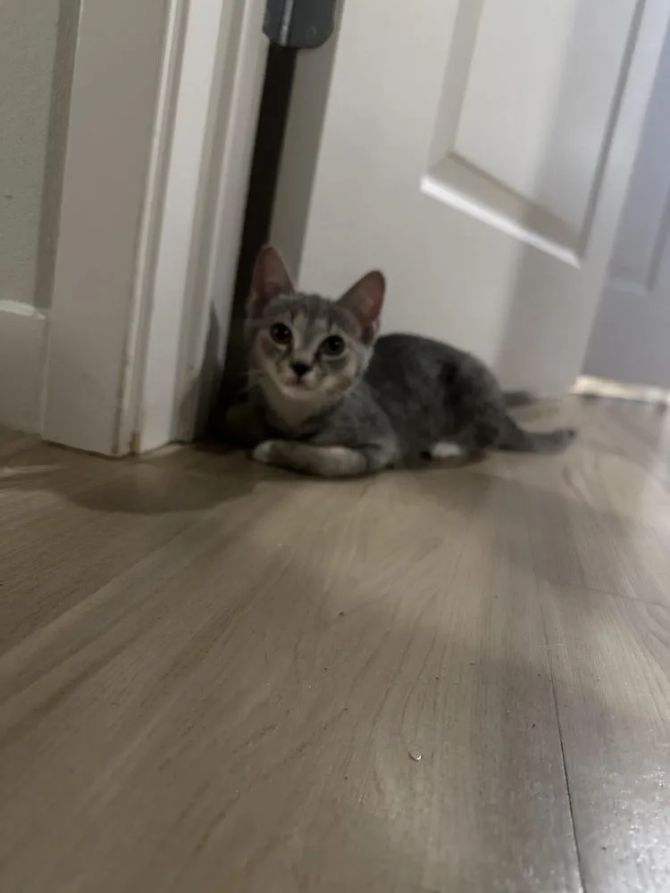 A baby small-sized male Gray & White Domestic Short Hair cat named Mercedes for adoption in Orlando, FL
