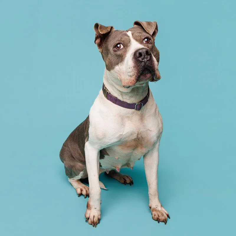 A senior medium-sized female Sable Mixed Breed dog named Diamond for adoption in Dubuque, IA