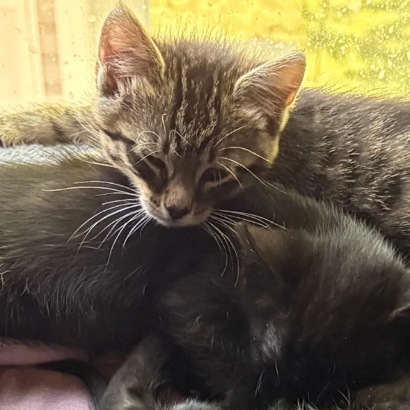 A baby small-sized female Gray / Blue / Silver Domestic Short Hair cat named Lilly for adoption in Layton, UT