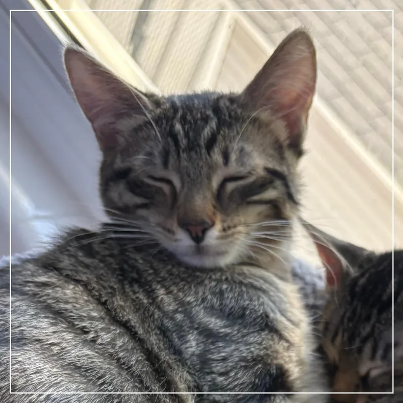 Lilly thumbnail 3