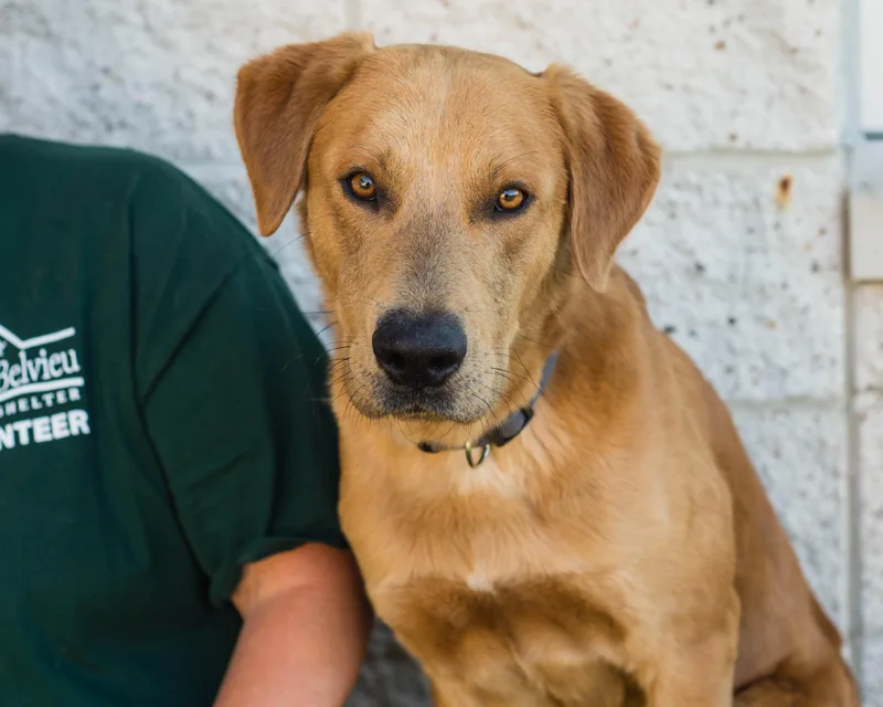 An adult large-sized male Red / Chestnut / Orange Labrador Retriever dog named Picard for adoption in Mont Belvieu, TX