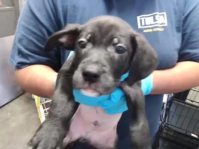 A baby small-sized male Pit Bull Terrier dog named Charmander for adoption in Tulsa, OK
