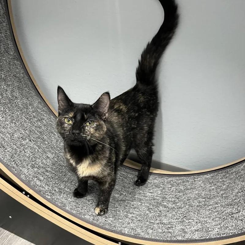 A young medium-sized female Tortoiseshell Domestic Short Hair cat named Iris for adoption in Crookston, MN