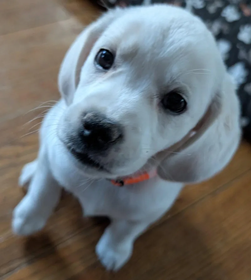 A baby large-sized female Beagle dog named River for adoption in Brooklyn Center, MN