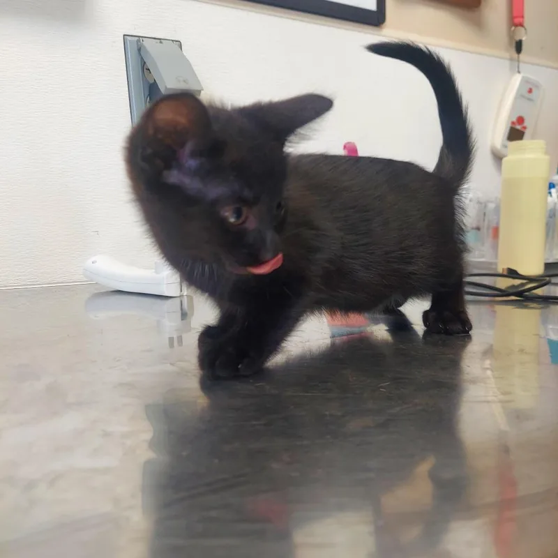 A baby small-sized female Black Domestic Medium Hair cat named Trout for adoption in Ashtabula, OH