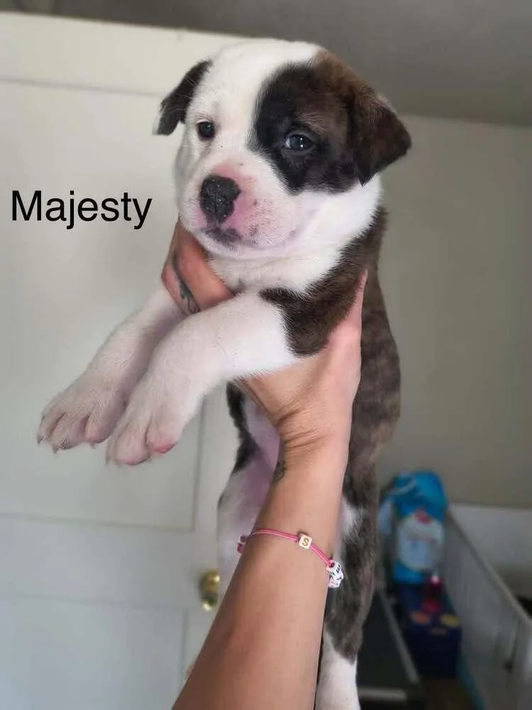 Majesty