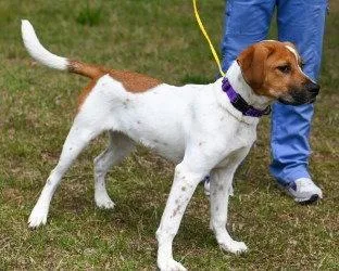 A baby medium-sized male Hound dog named PR Hooch for adoption in Glen Allen, VA