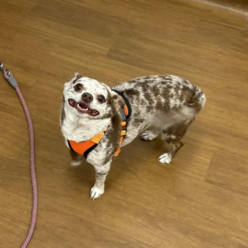 An adult small-sized female Gray / Blue / Silver Chihuahua dog named Stella for adoption in Beaumont, TX