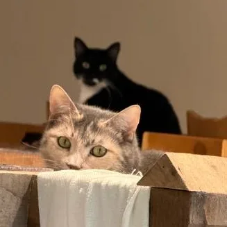 An adult medium-sized female Dilute Calico Domestic Short Hair cat named Pudding for adoption in Athens, GA