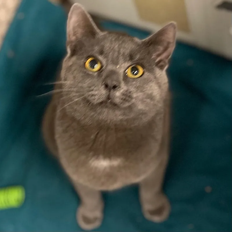 A young medium-sized male Gray / Blue / Silver Domestic Short Hair cat named Macho for adoption in Racine, WI