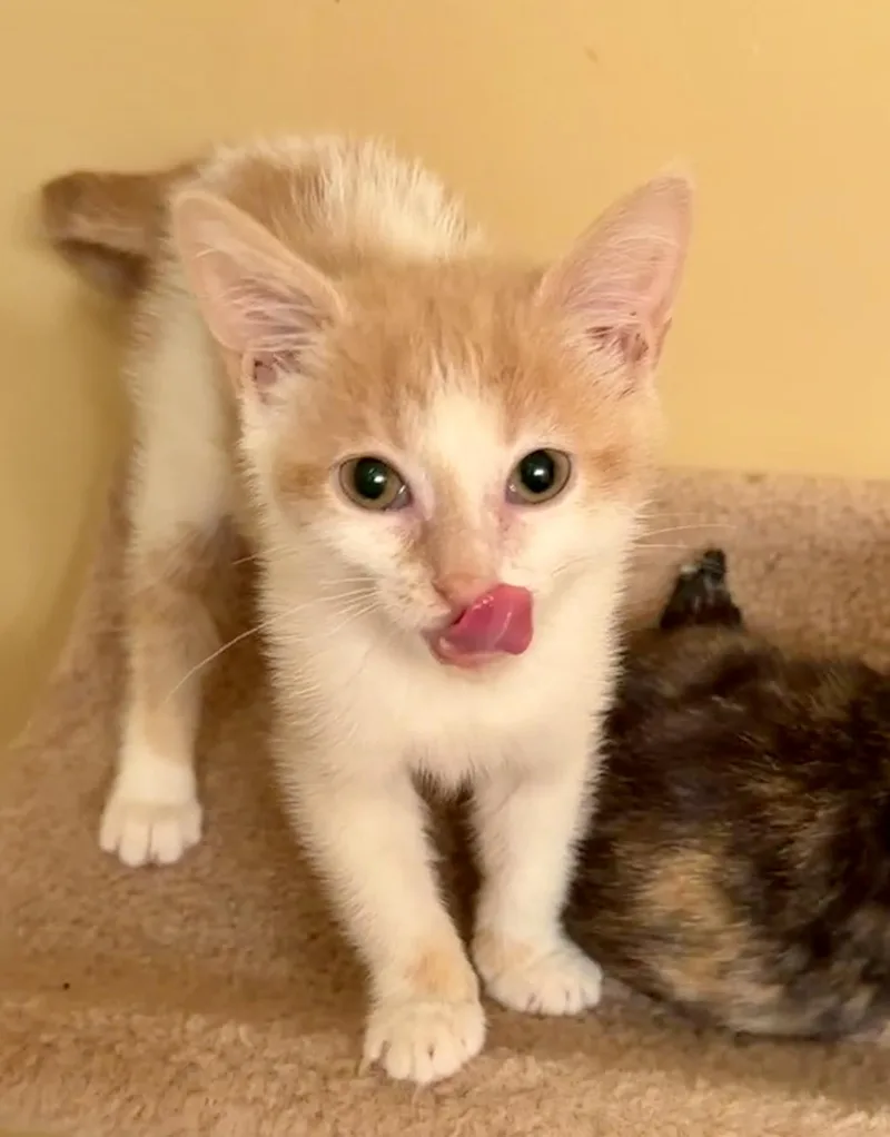 A baby medium-sized female Buff & White Domestic Short Hair cat named Pink for adoption in East Hanover, NJ