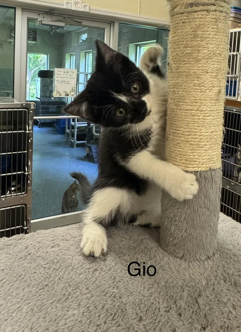 A baby medium-sized male White Domestic Short Hair cat named Gio for adoption in Ulster, PA