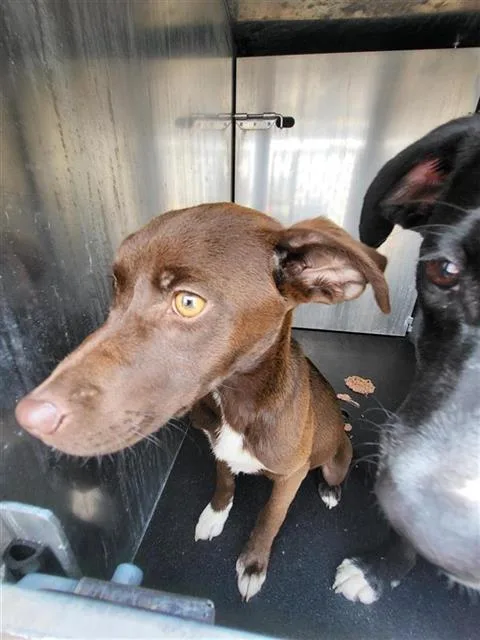 A young medium-sized female Labrador Retriever dog named Biscuit Queen for adoption in San Antonio, TX