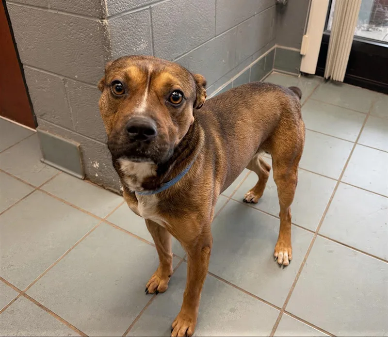 An adult medium-sized male Black Mixed Breed dog named Adobe for adoption in Nashville, TN