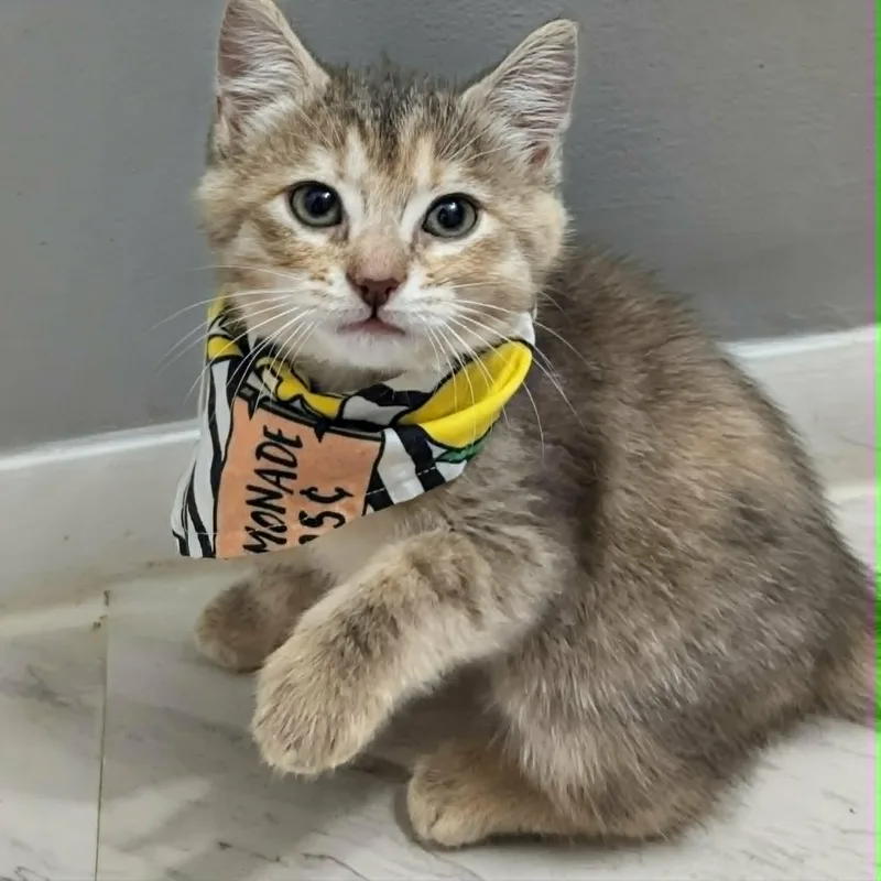 A baby medium-sized female Domestic Short Hair cat named Rain for adoption in Chesapeake Beach, MD