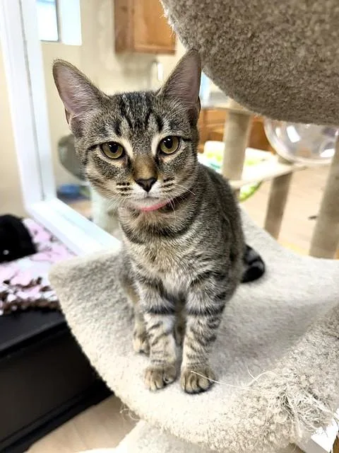 A young medium-sized female Tabby (Brown / Chocolate) Domestic Short Hair cat named Lauren for adoption in Medina, OH