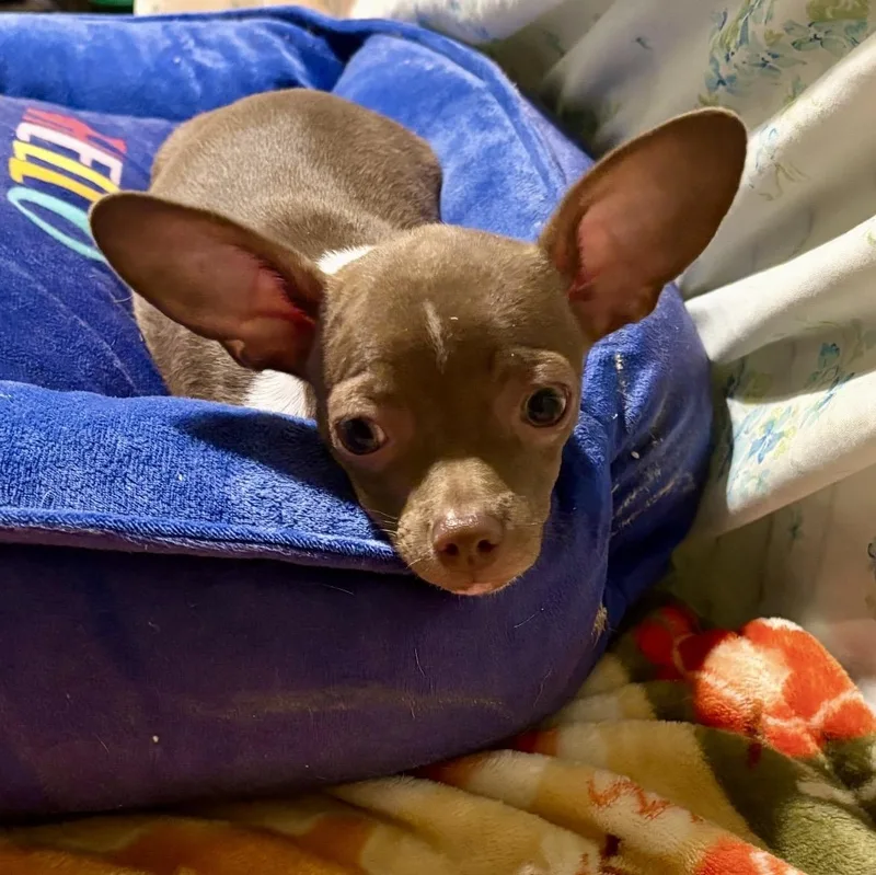 A baby small-sized male Brown / Chocolate Chihuahua dog named Duke for adoption in Pelham, NH