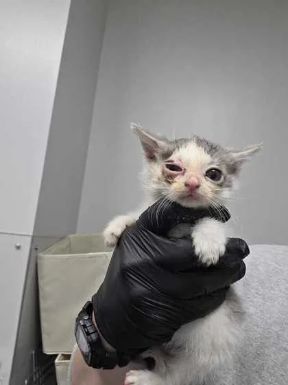 A baby small-sized female Domestic Short Hair cat named Pevensie for adoption in Sevierville, TN