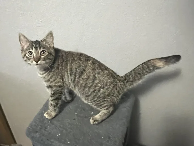 Kylie Jenner thumbnail 2