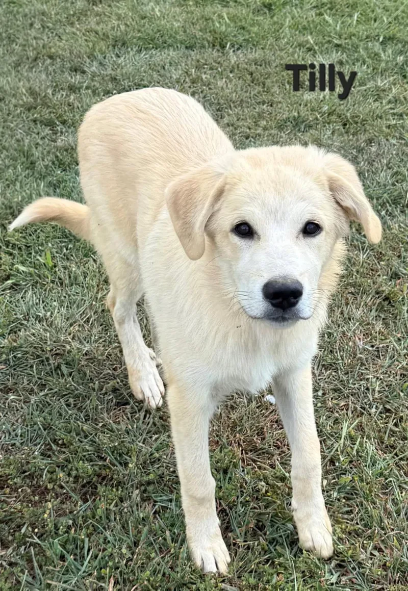 Puppy Tilly thumbnail 2