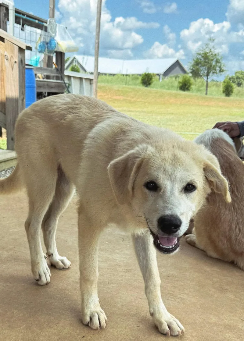 Puppy Tilly thumbnail 3