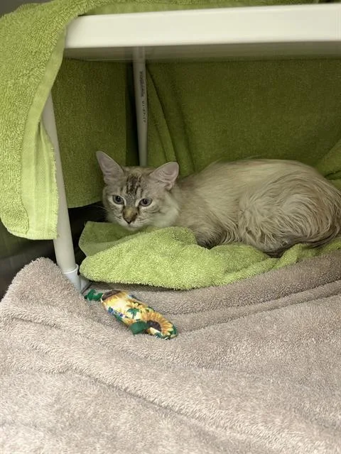 An adult small-sized female Domestic Short Hair cat named Misty for adoption in Omaha, NE