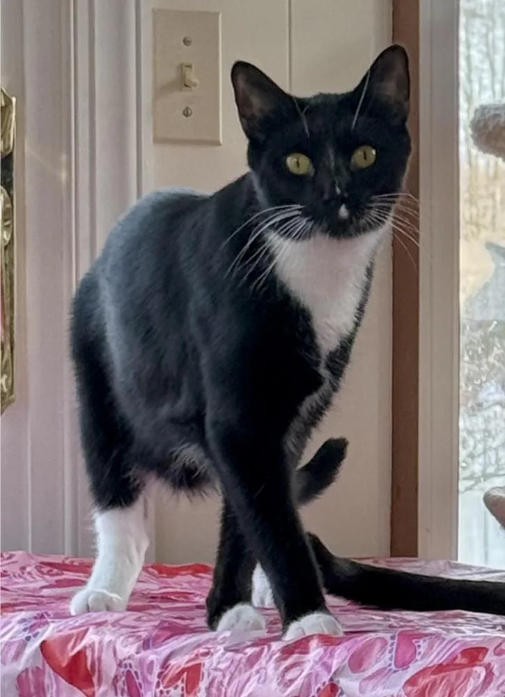 Rigatoni thumbnail 2