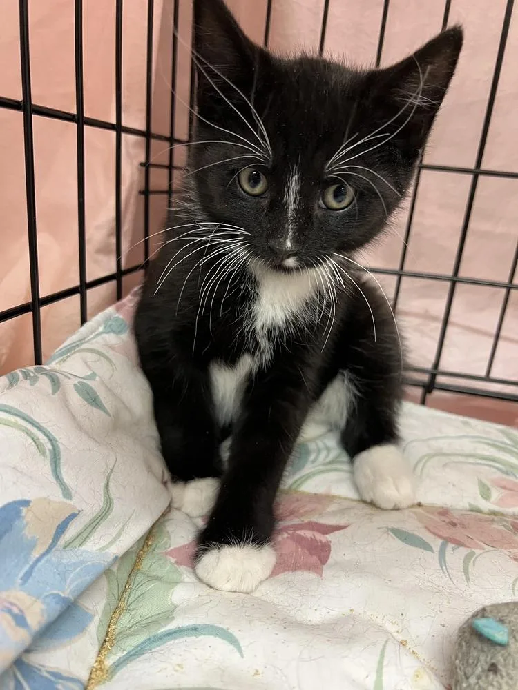 Rigatoni thumbnail 3