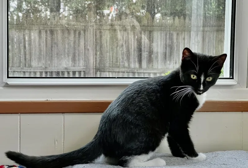 Rigatoni thumbnail 5