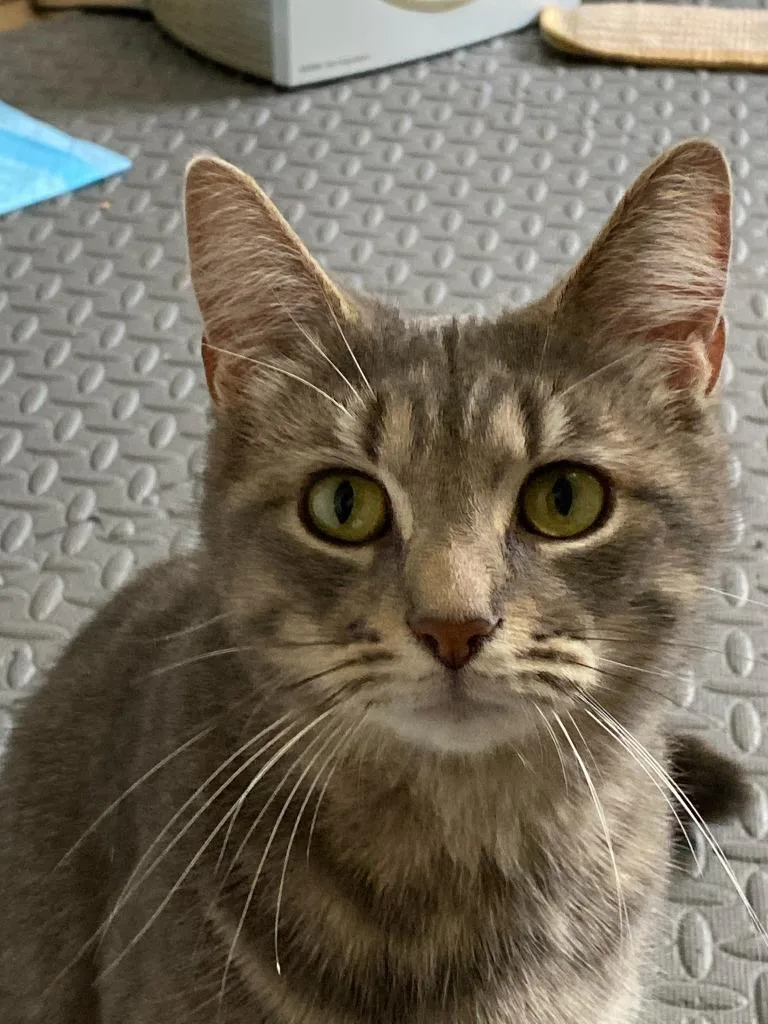 A young medium-sized female Domestic Short Hair cat named Purrscilla for adoption in Hamilton, OH