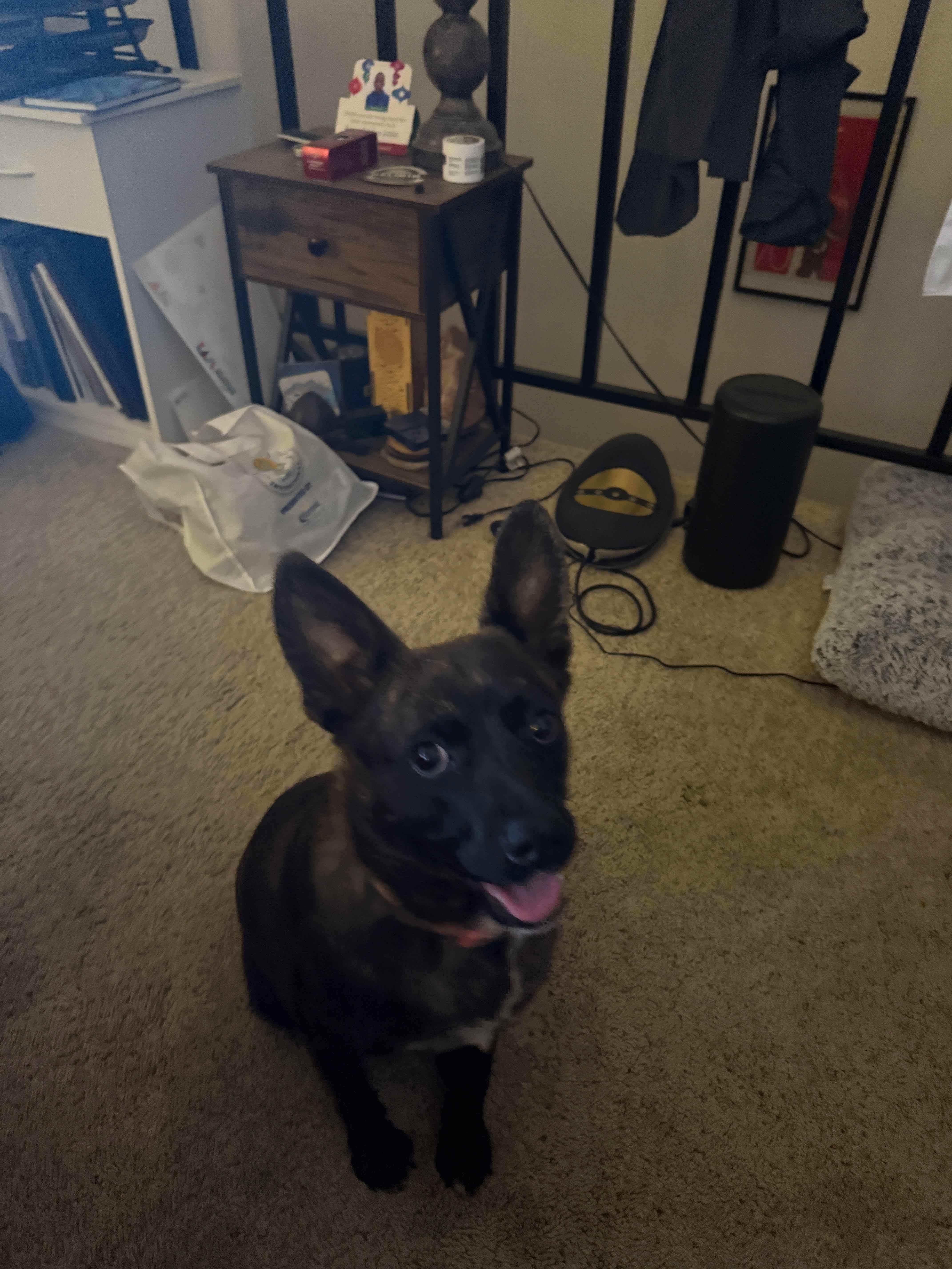 A young medium-sized male Dutch Shepherd dog named Benny for adoption in Duxbury, MA
