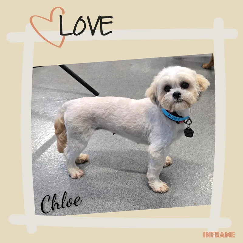 An adult small-sized female White / Cream Lhasa Apso dog named Chloe for adoption in Fredericksburg, VA