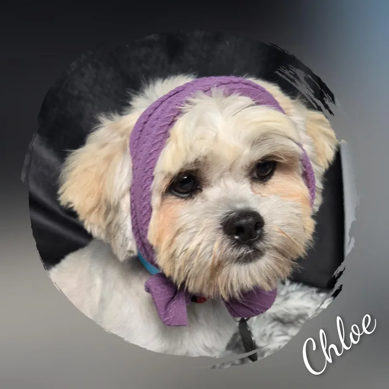 Chloe thumbnail 2