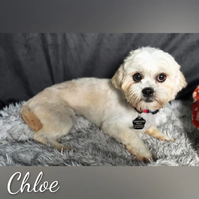 Chloe thumbnail 4