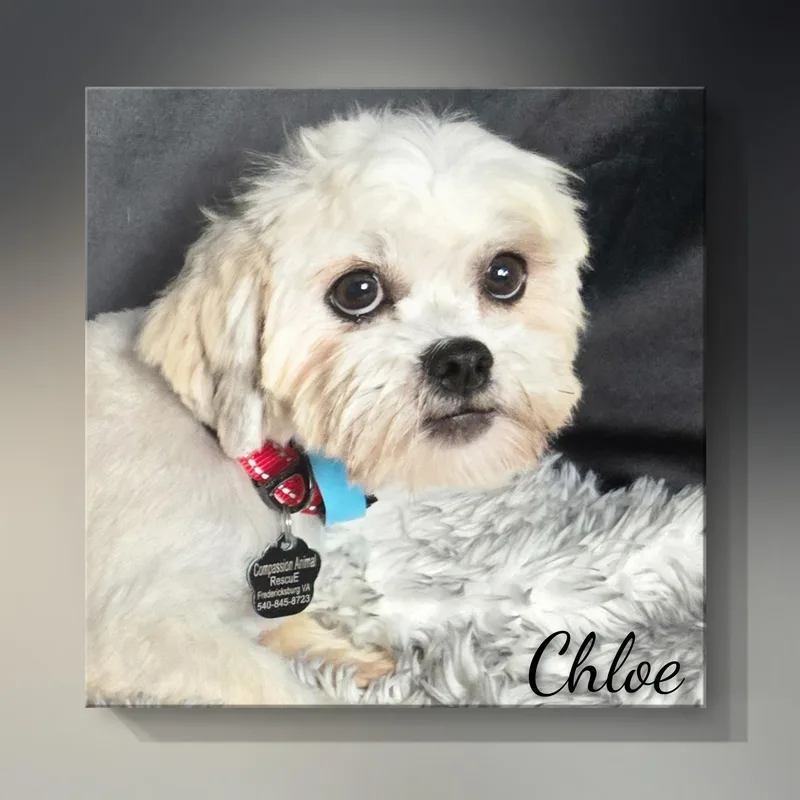 Chloe thumbnail 5