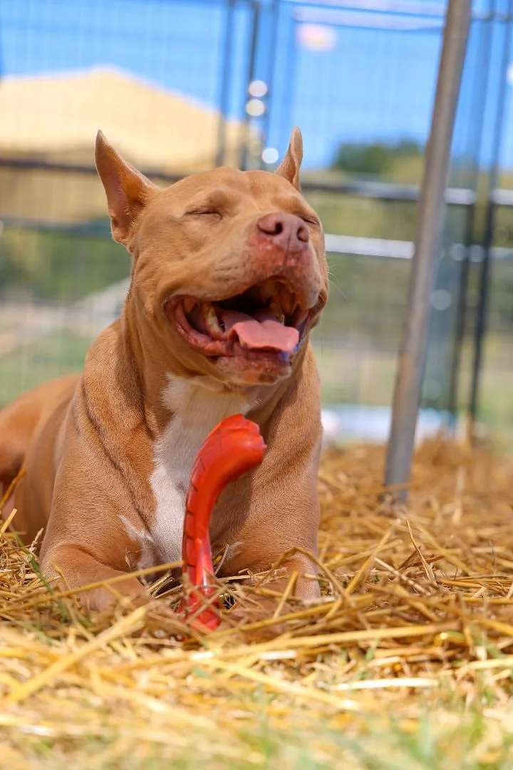 A young medium-sized male American Staffordshire Terrier dog named Cannon for adoption in Bethesda, MD