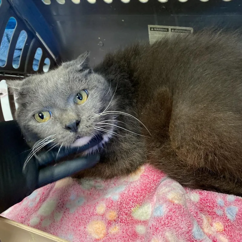 An adult large-sized female Gray / Blue / Silver Domestic Short Hair cat named Toga for adoption in Memphis, TN