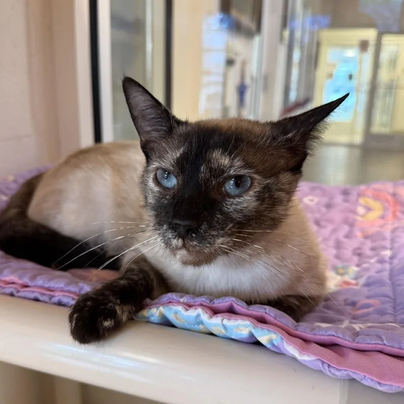 An adult medium-sized female Lilac Point Domestic Short Hair cat named Sushi for adoption in Gloucester, VA