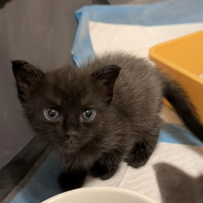 A baby small-sized male Black Domestic Short Hair cat named Straw for adoption in Tucson, AZ