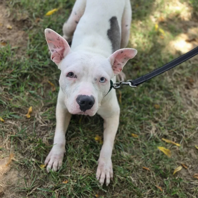 A young medium-sized male White / Cream Pit Bull Terrier dog named Meatball for adoption in Lowell, AR