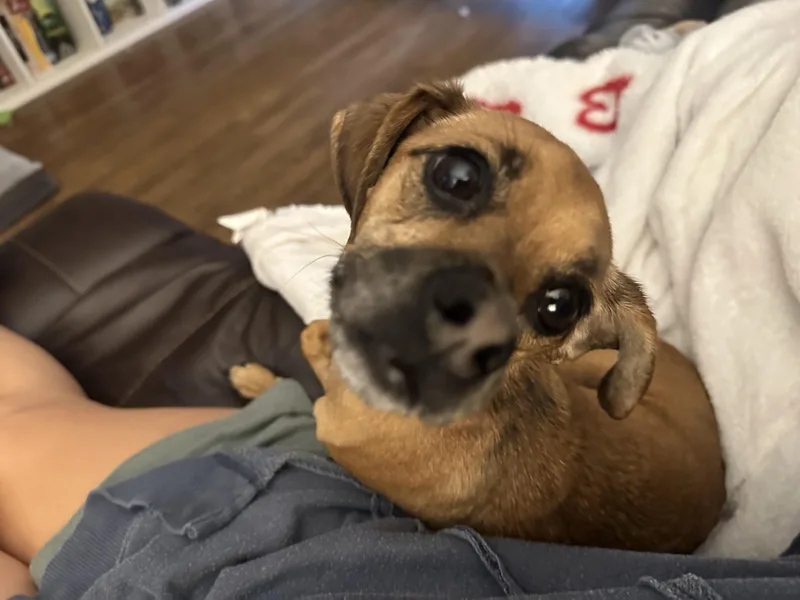 An adult small-sized male Mixed Breed dog named Momo for adoption in Richmond, VA